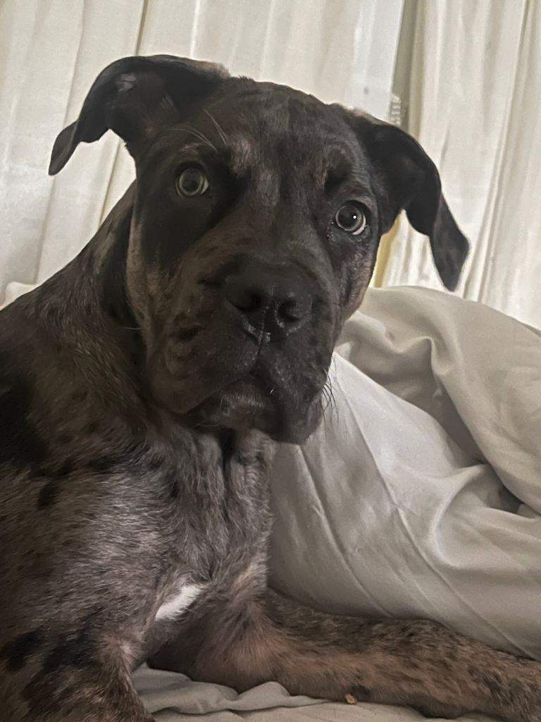 Cane Corso/Presa Canario Mix Puppy
