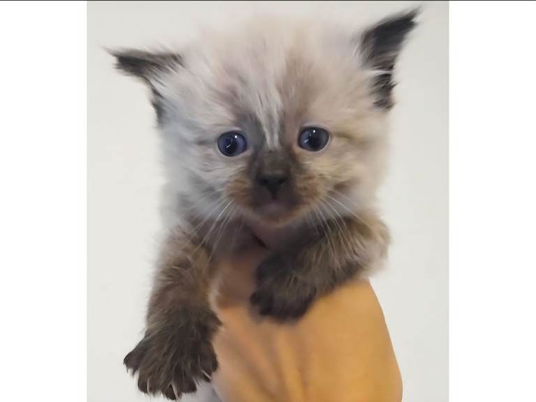 Ready to go pure ragdoll kittens 
