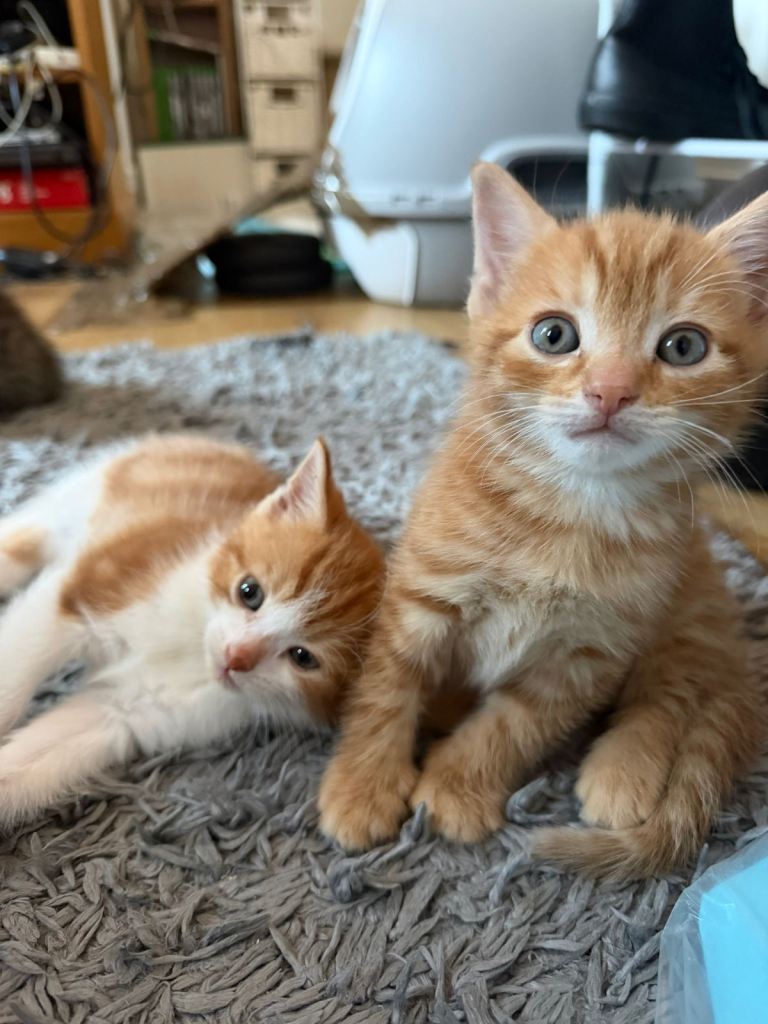 Ginger Kittens