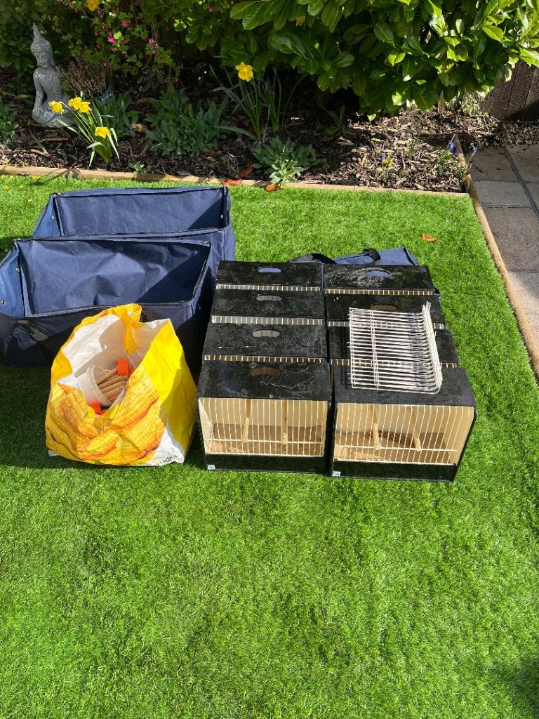 Budgie accessories breeding showing