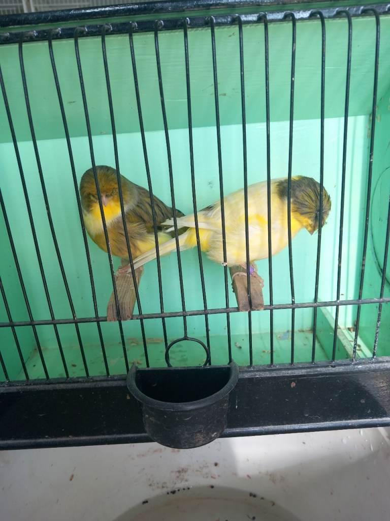 Gloster canaries