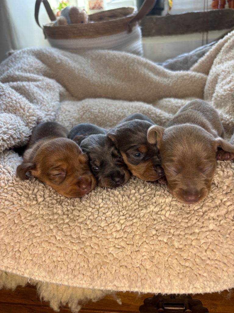 Long haired miniature dachshunds 