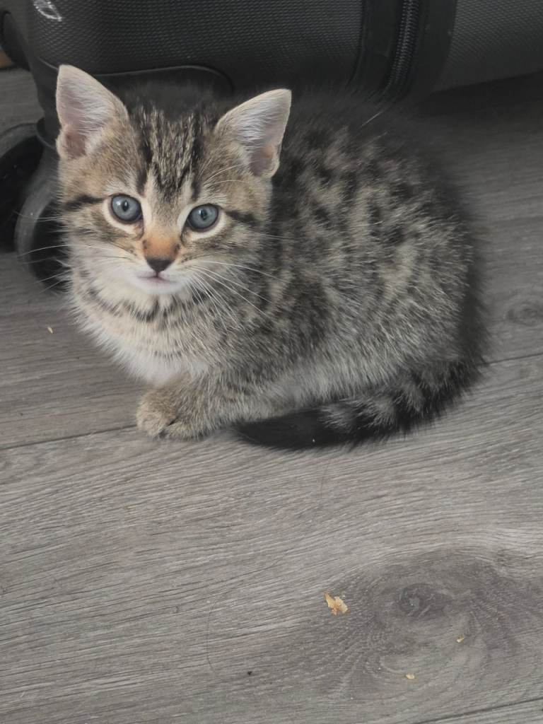 Two beautiful bengal kittens 