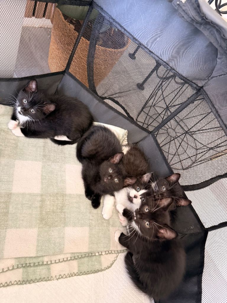 Kitten 