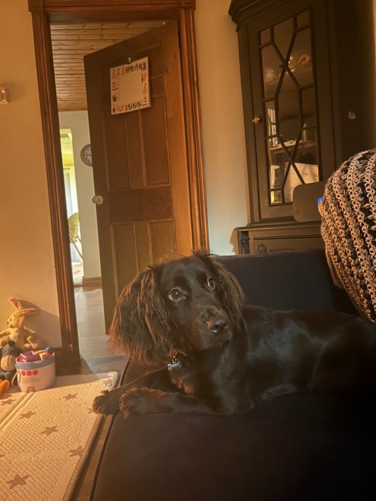 Cocker spaniel female 1 years old, please read her description for more information 