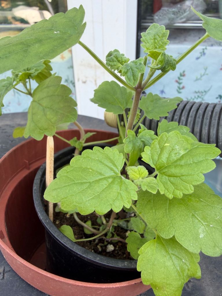 Catmint (nip) plants for sale 