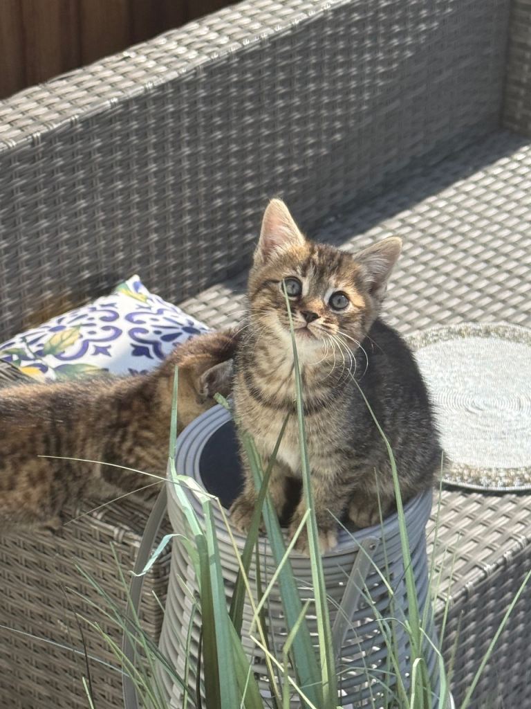 2 BEAUTIFUL KITTENS FOR SALE NEED GONE ASAP