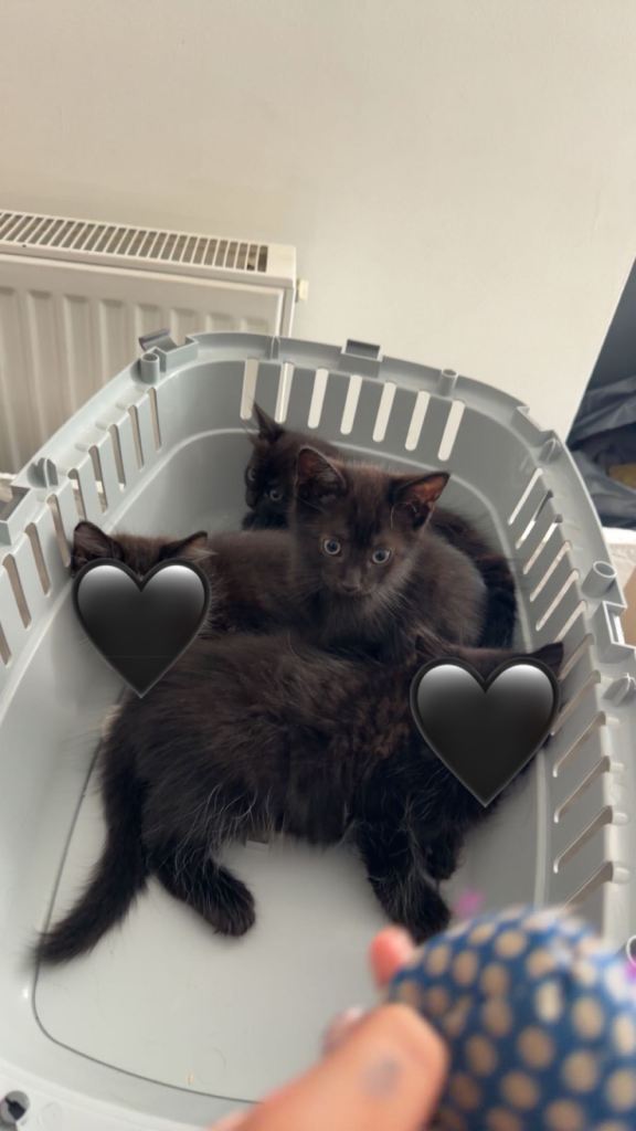 Kittens