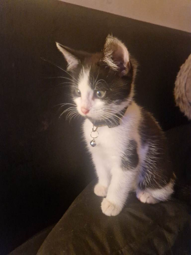 1 kitten left 💙 1 male. 