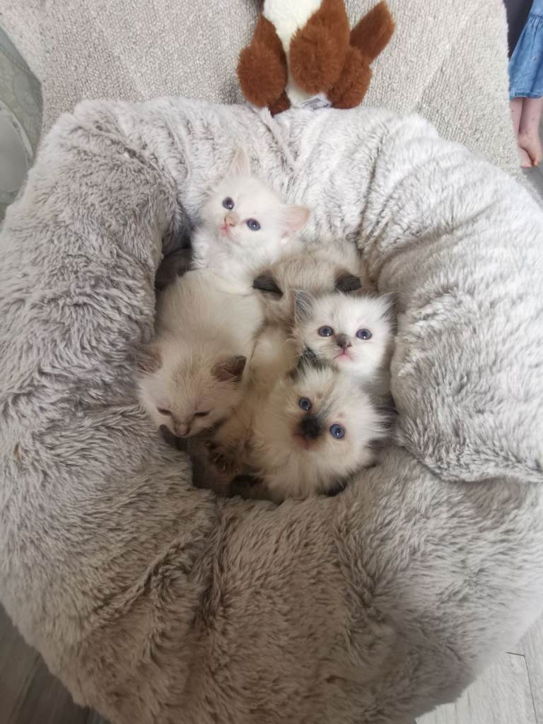 Health tested pure breed  ragdoll kitten 