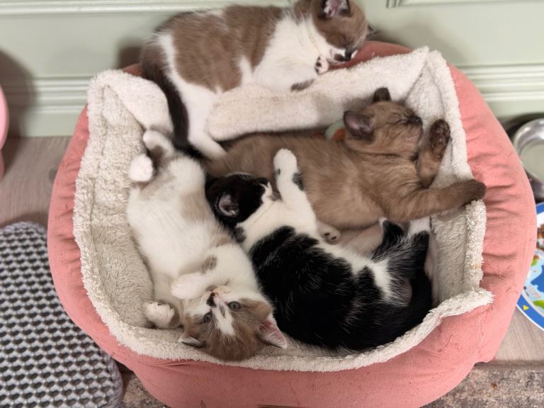 Beautiful Ragdoll Kitten – Ready to Reserve