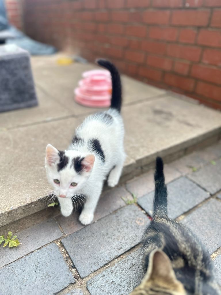 Kitten tabby 