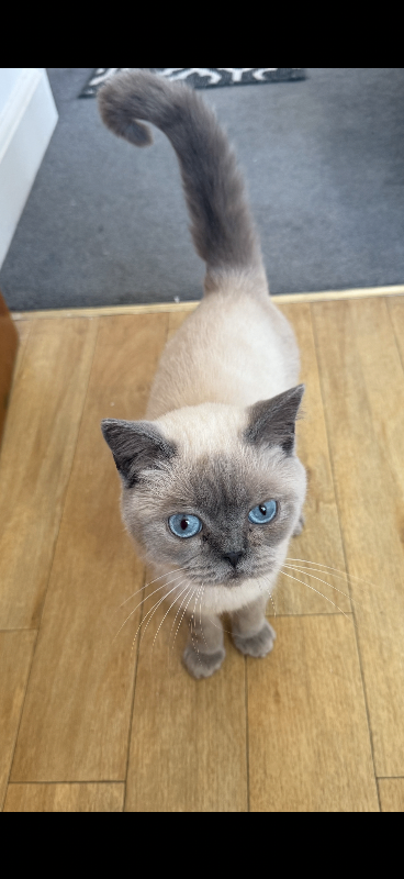 British shorthair kitten 
