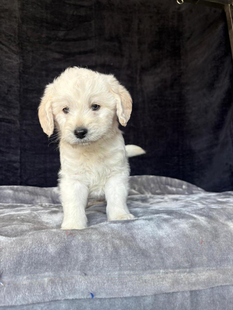Miniature labradoodle puppy’s 