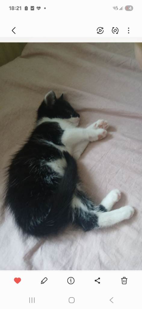 Last Two Gorgeous kittens left