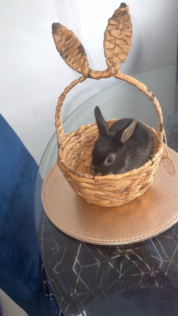 4 baby rabbits looking for their forever home