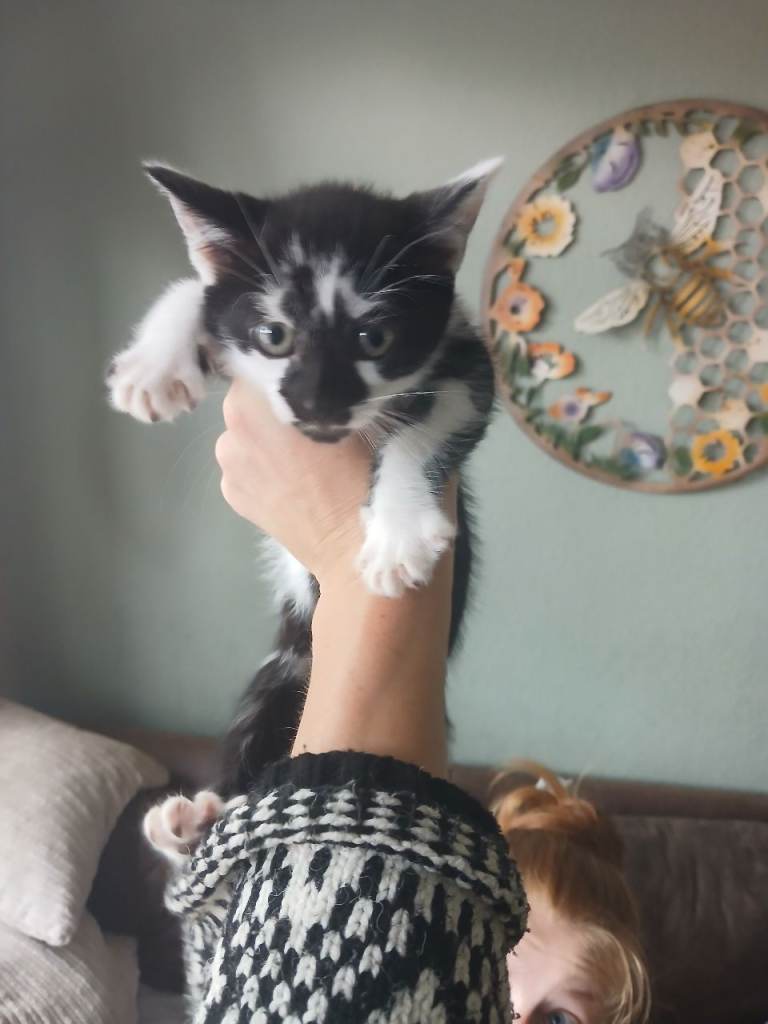 Kittens ready for their families