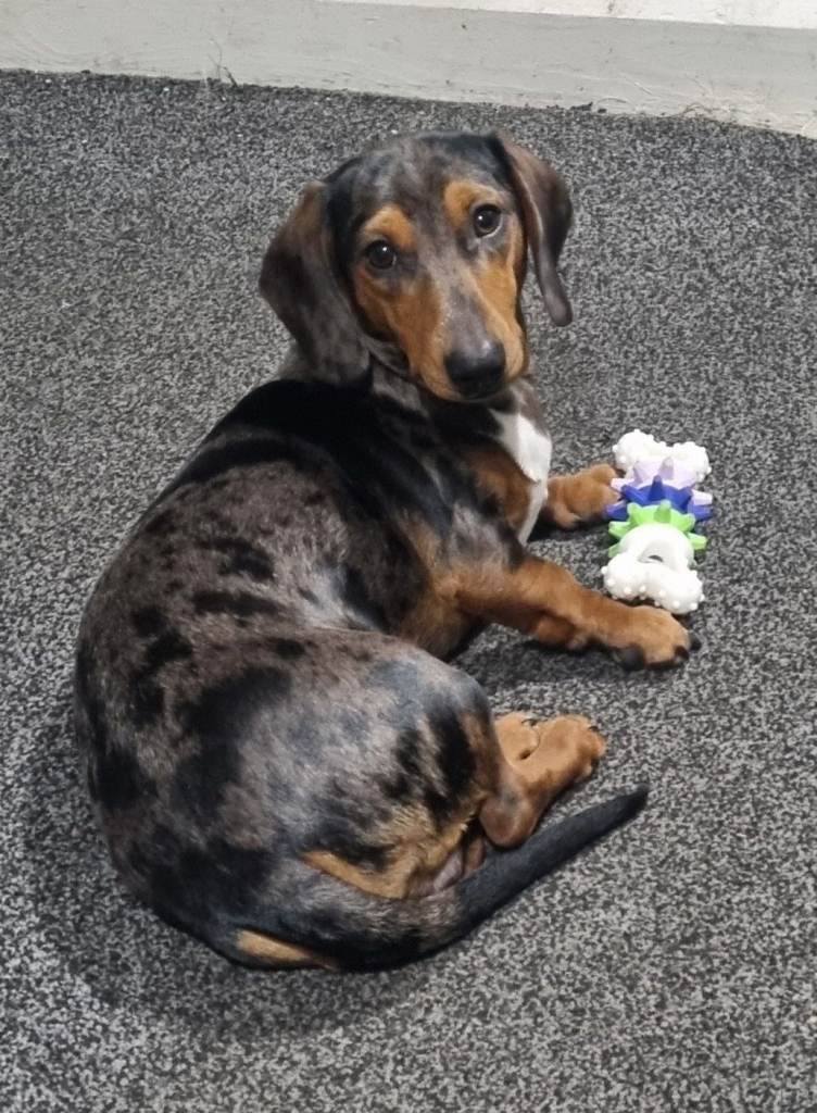 8 month puppy Male dapple dachshund last of litter 