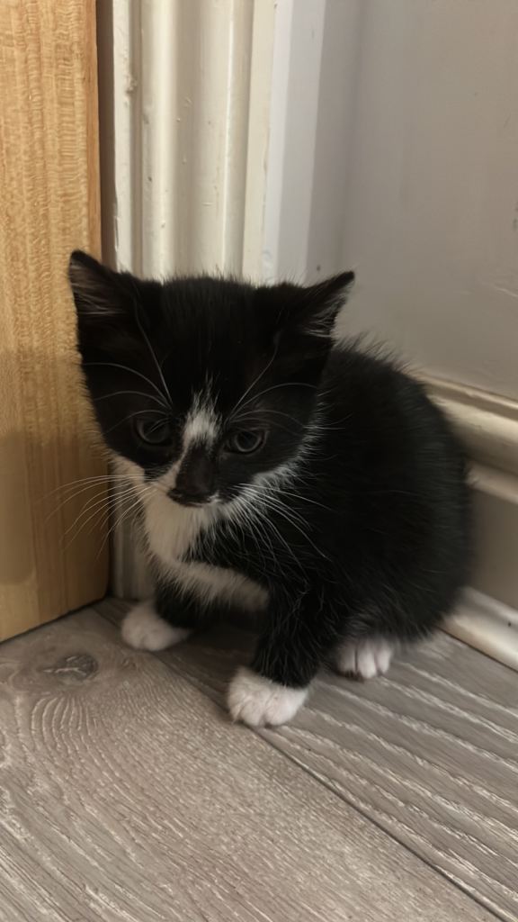 Beautiful Boy For Sale