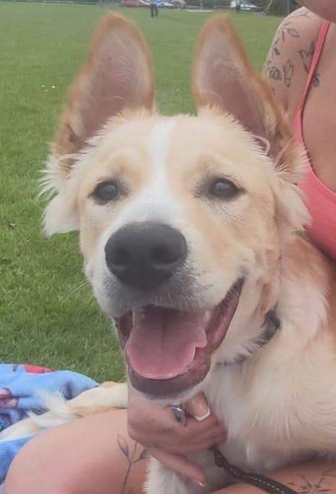 Beautiful belgian shepherd boy