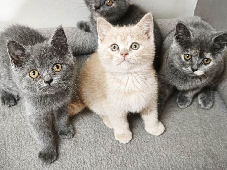 British Shorthair Kittens Imported Pedigree Parents 