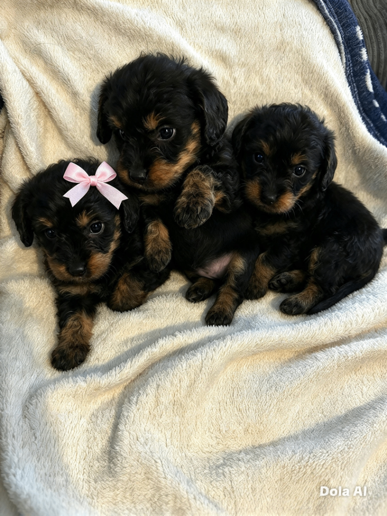 Labradoodles 