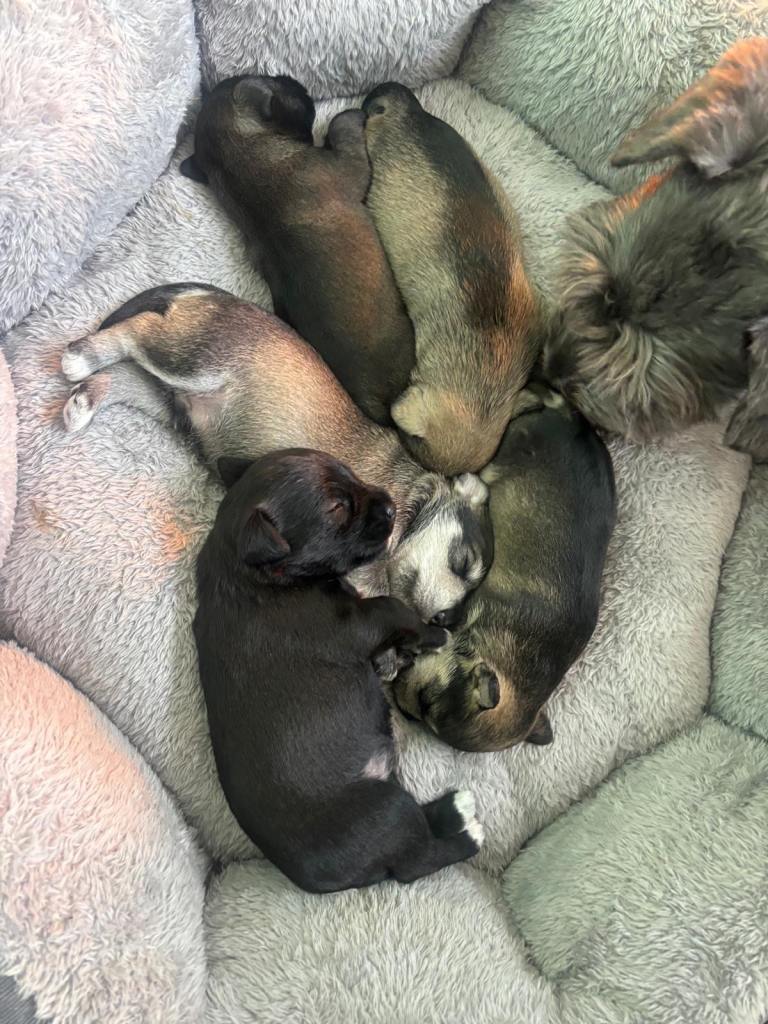 🐾 Beautiful Miniature Schnauzer Puppies – KC Registered 🐾