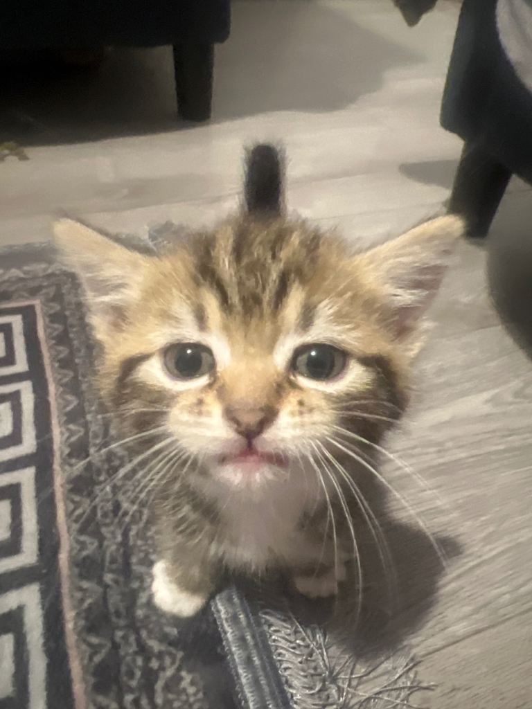6 week kitten