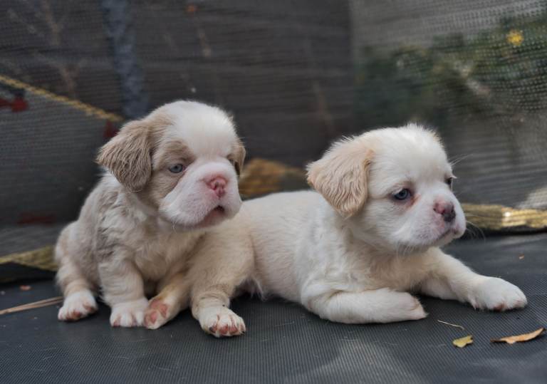 Home-Bred Fluffy French Bulldogs • Isabella/Lilac • KC Registered
