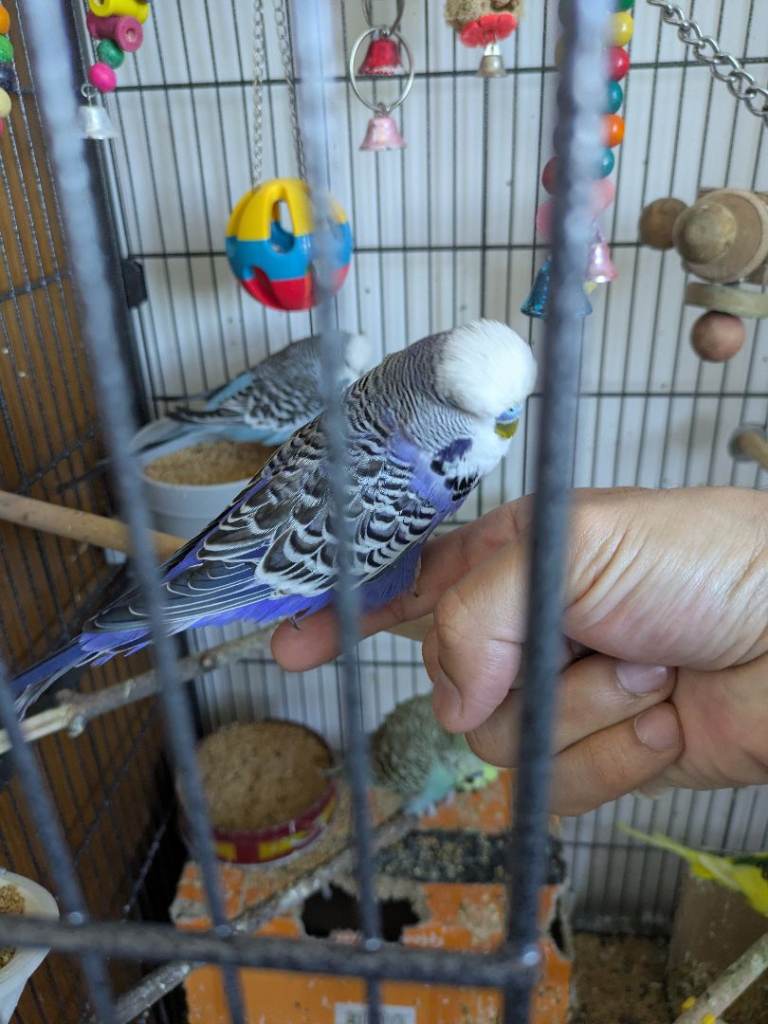 3 Healthy and Beautiful Male Exhibition Budgies - 1 Fully Tamed