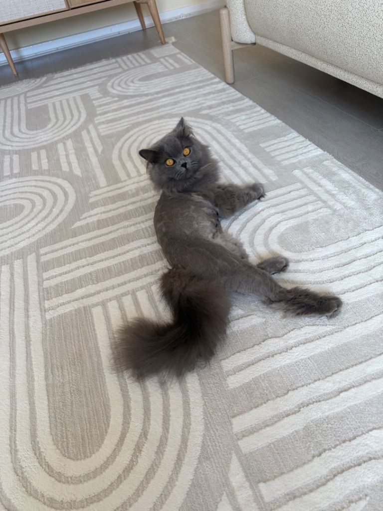 British long hair blue 