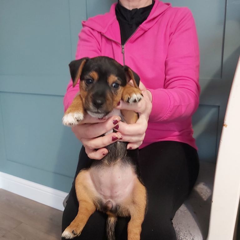 Pups for rehoming