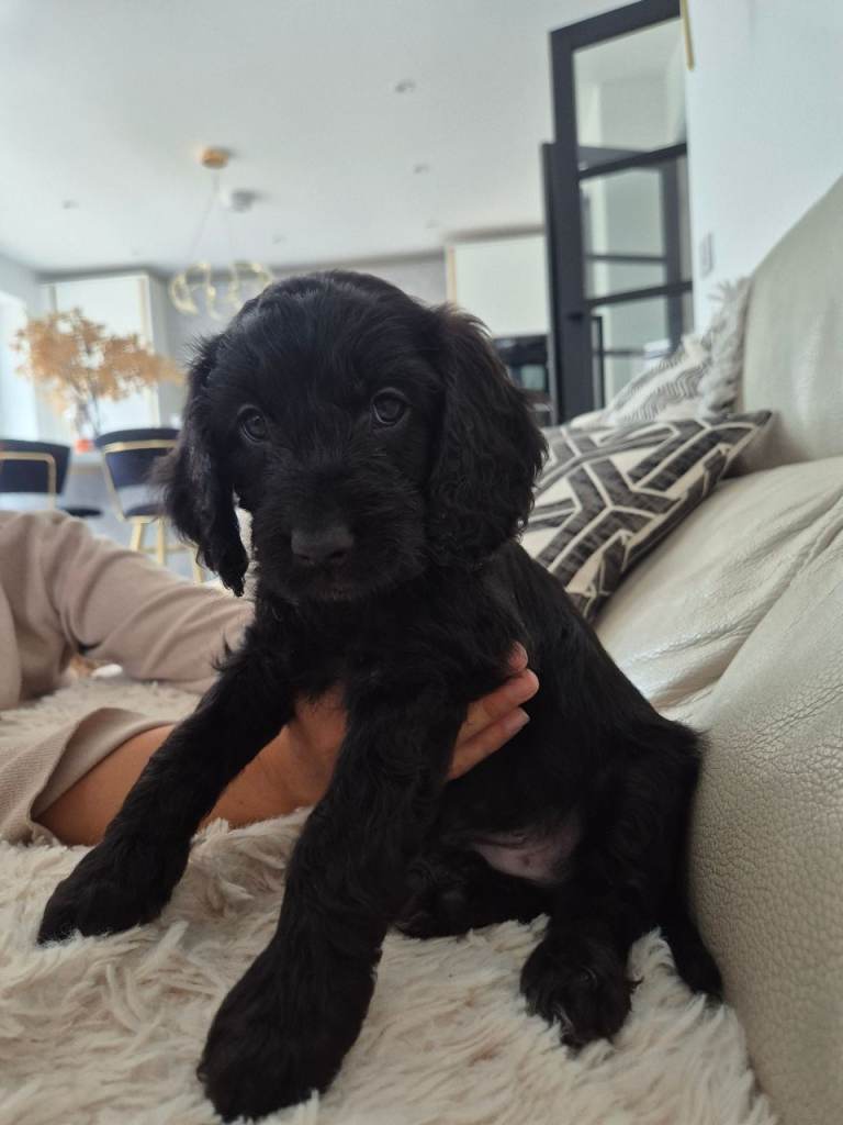 Cockapoo puppies