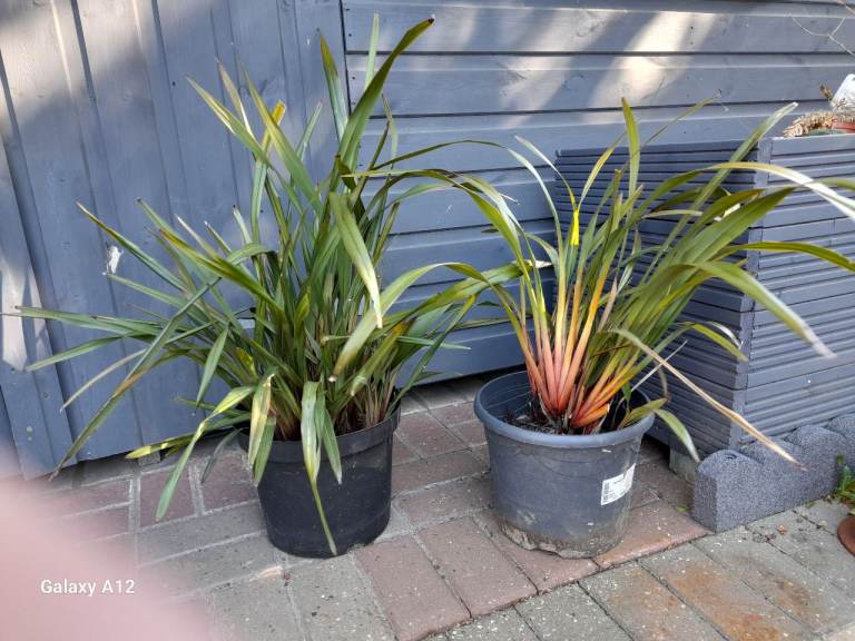 Plant Dianella tasmanica, red leaves more vibrant in winter.