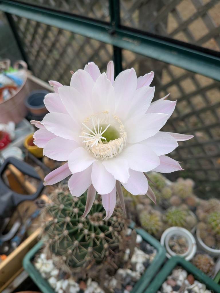 Giant flowering cactus for sale 