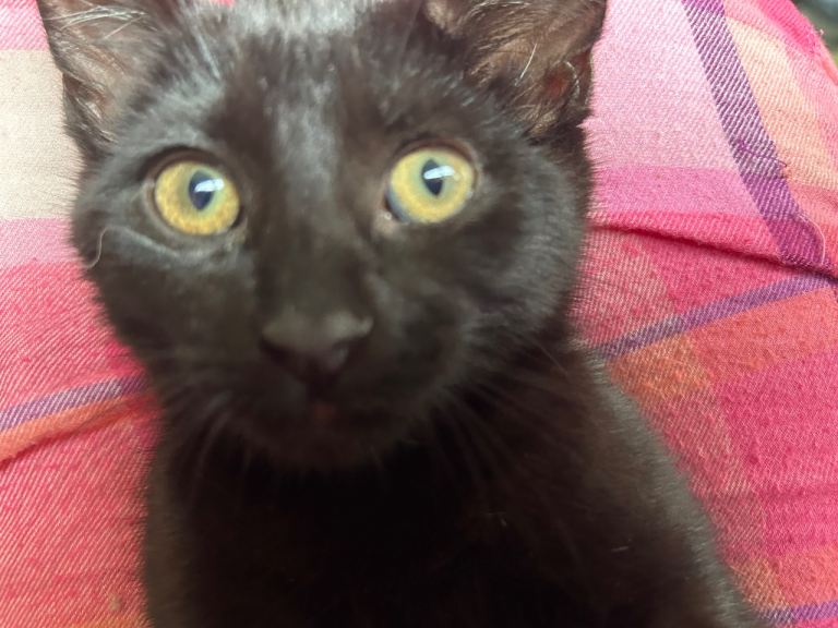 Female black kitten