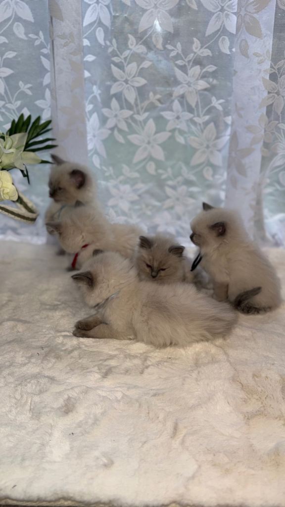  BLUE POINT PURE RAGDOLL KITTENS 
