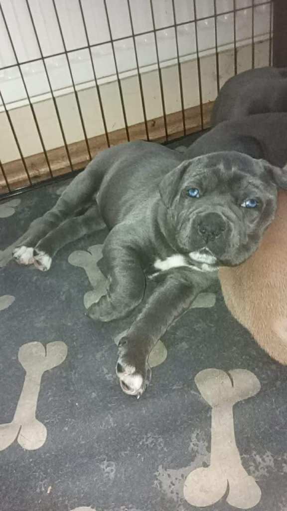 Big blue cane corso pups/puppies