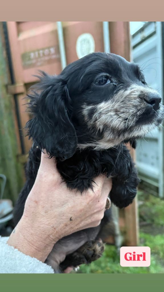 8 cocker spaniel puppies 