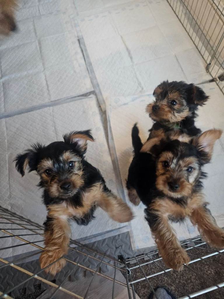 3 Yorkshire Terrier puppies 700 £ all are boys