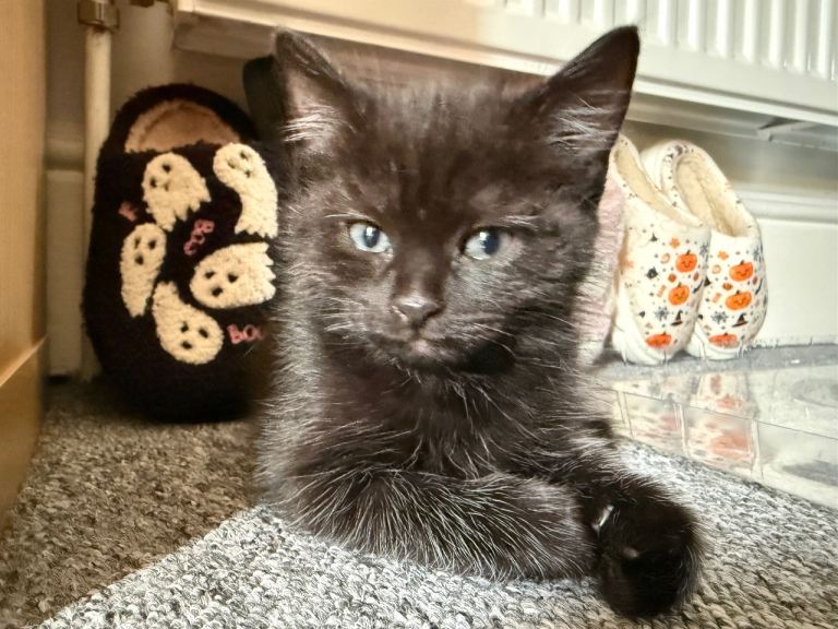 Kittens, Maine Coon Cross Breed