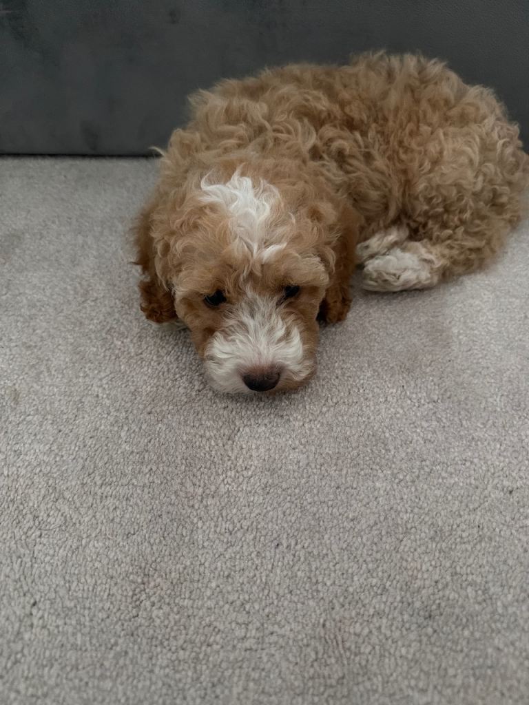 8-week-old Cockapoo puppy
