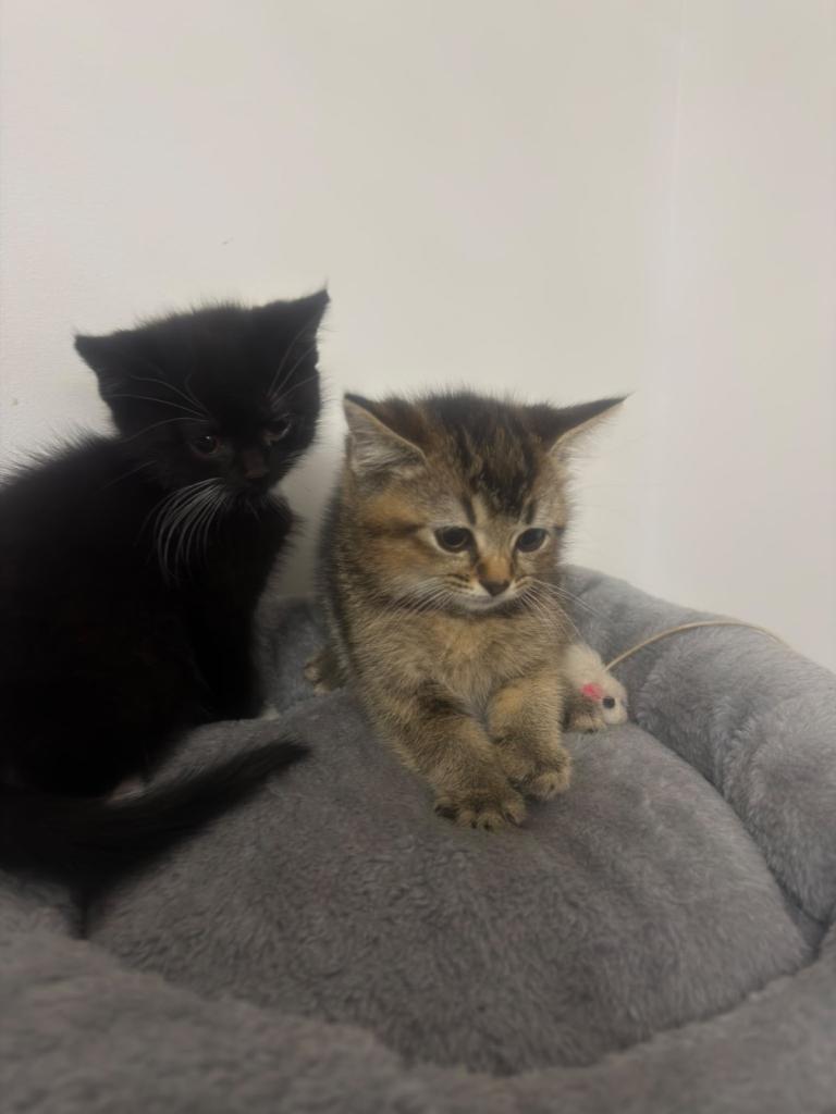 Beautiful kittens