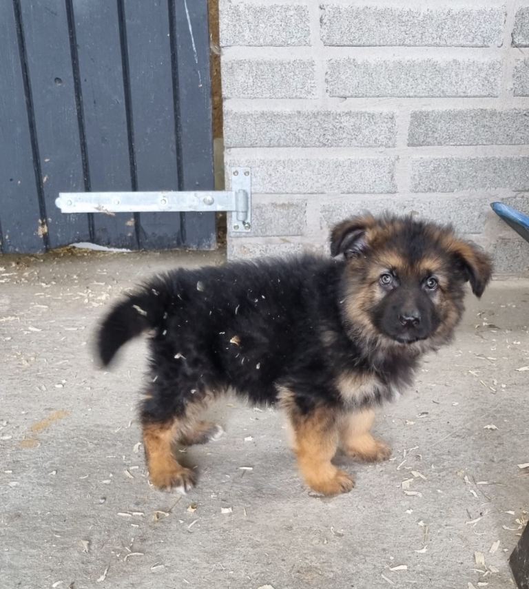 Pedigree kc registered male German shepherd pup