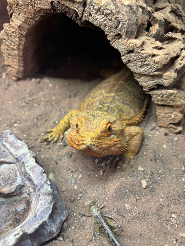 Friendly Bearded Dragon with Full Vivarium Setup