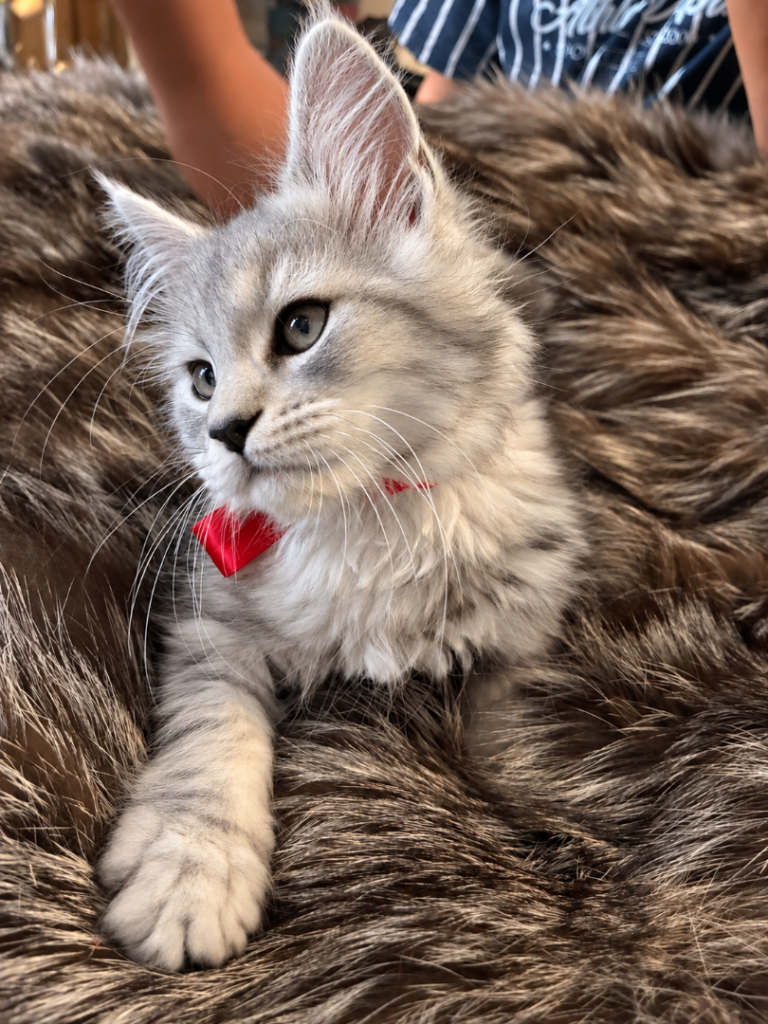 🐾 Beautiful Silver Maine Coon Girl – Misha the Princess 🐾