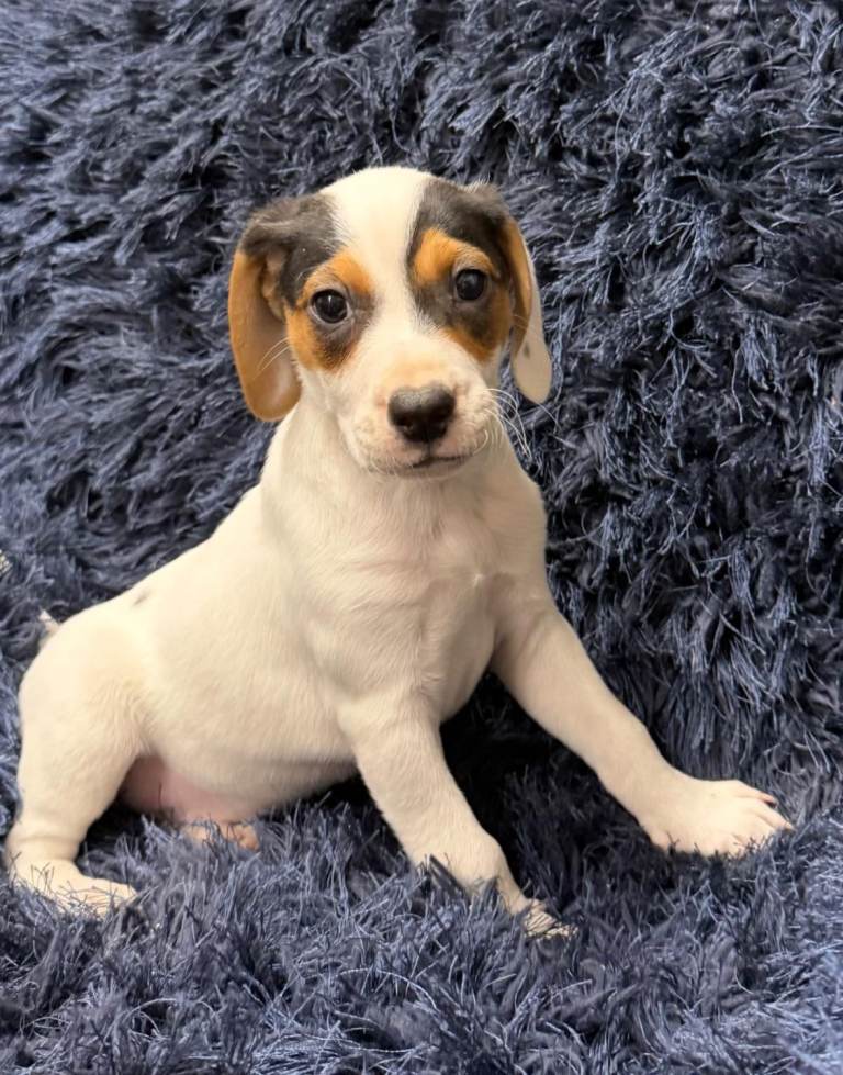 Beautiful jackabee pups waiting for their forever homes 