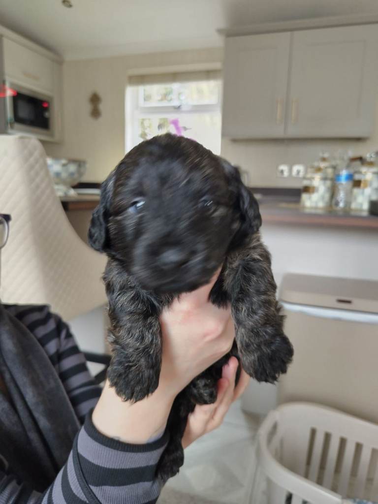 11 week puppy for rehoming