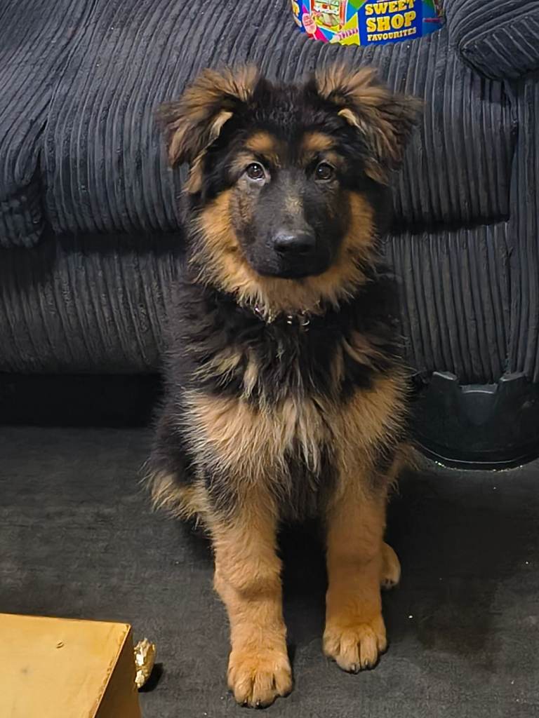German shepherd puppy Male 