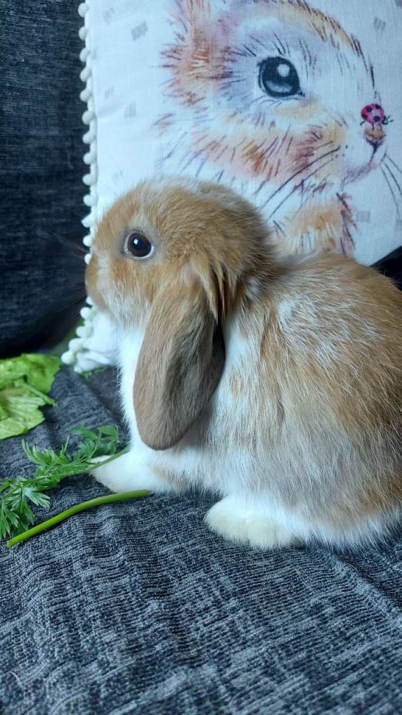 Baby Mini Lop Rabbits
